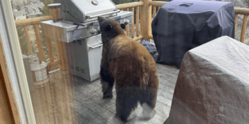 Hungry bears seek food in Big Sky’s garbage